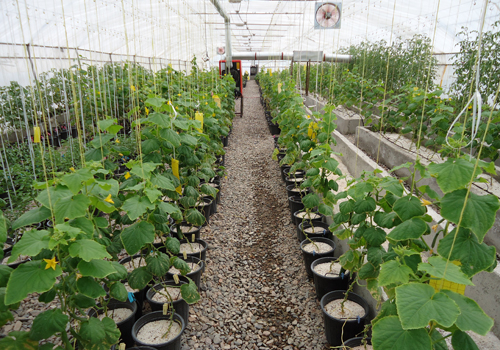 خرید کود آلی و مکمل گیاهی کامل غنی شده دوپینیکس dopinix تقویتی کشاورزی, گیاهان , DUPINIX